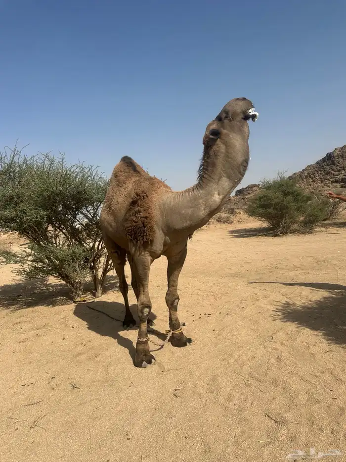 فحل بعير اصفر كفو شاق للبيع جنوب بيشه 3