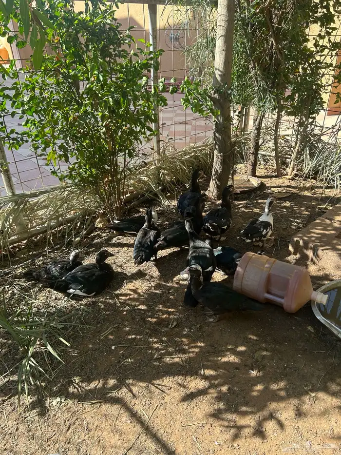بط ذكور 2