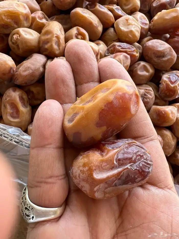 تمر خلاص اشقر فله 11 طن انتاج 2025 1
