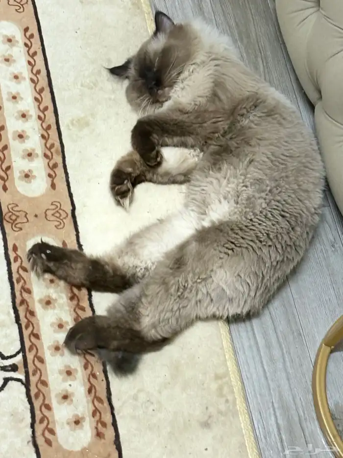 قط مفقود 2