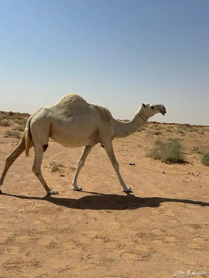 ناقه كفو لقحه 1