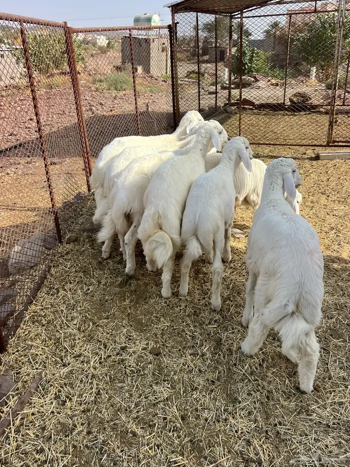 طليان 9