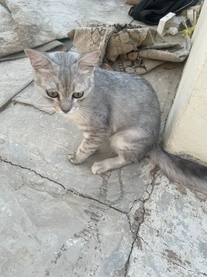 شرازي على السوم 0