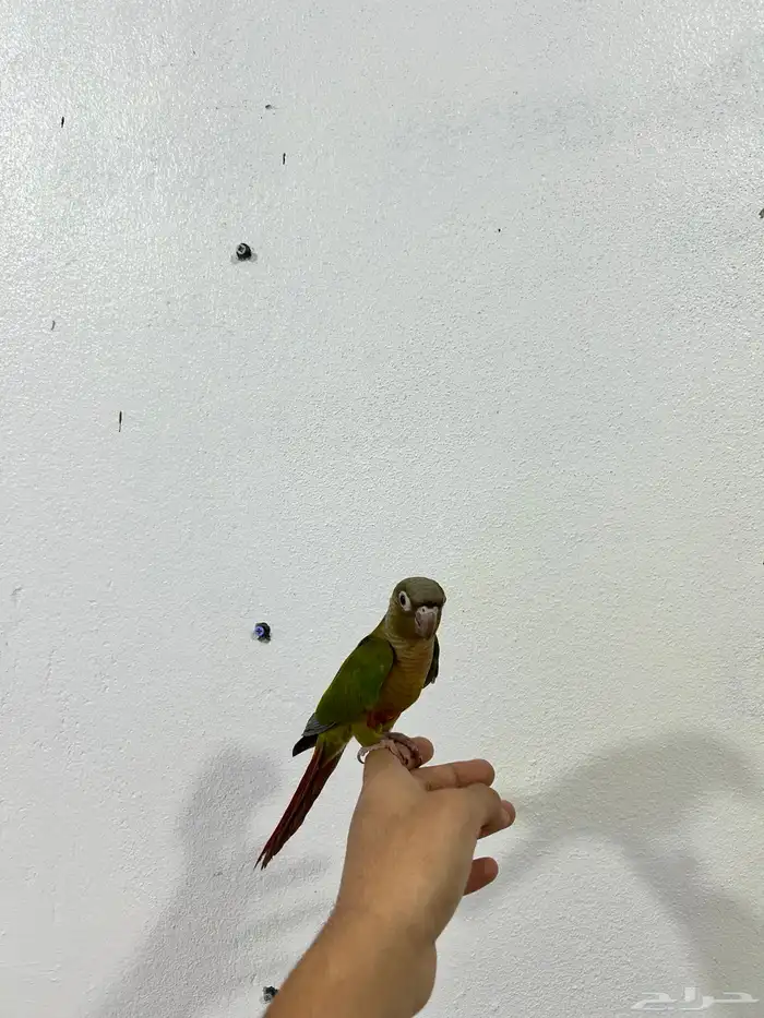 كنيور سيلمون 3