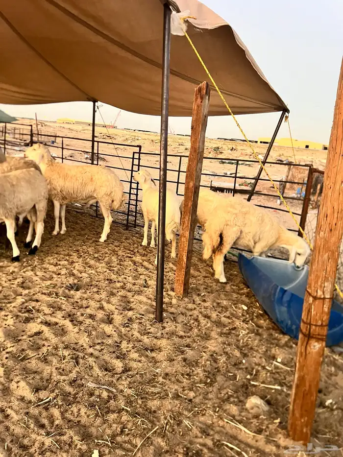 خرافه حريات 2