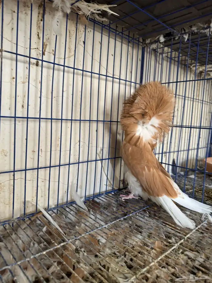 انثى جاكوبين للبيع 4