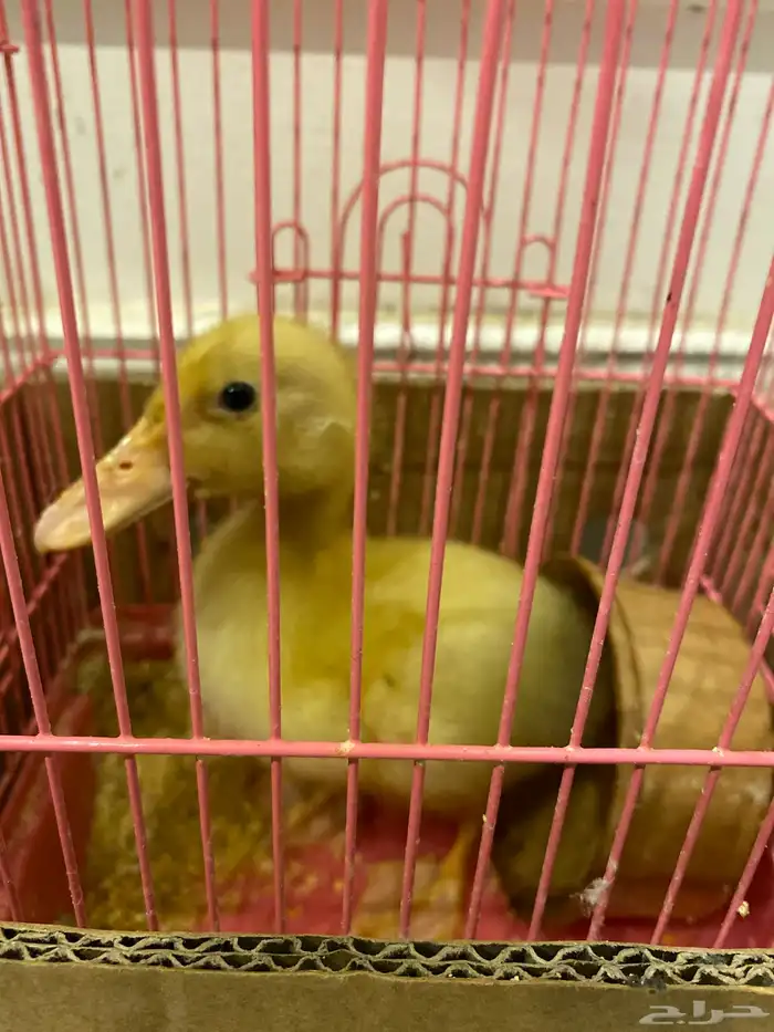 بطه صغيره 0