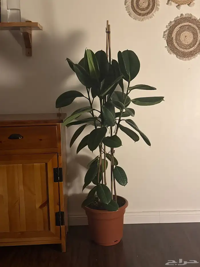 نبتة فيكس داخليه 0