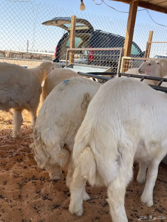 ذبايح للبيع 0