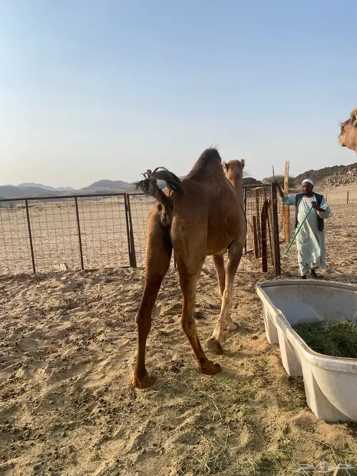للبيع بكره ساحليه حمرا) تم البيع خارج الموقع 0