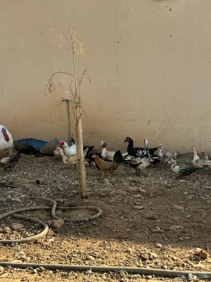 بط شهرمان او مسكوفي 3