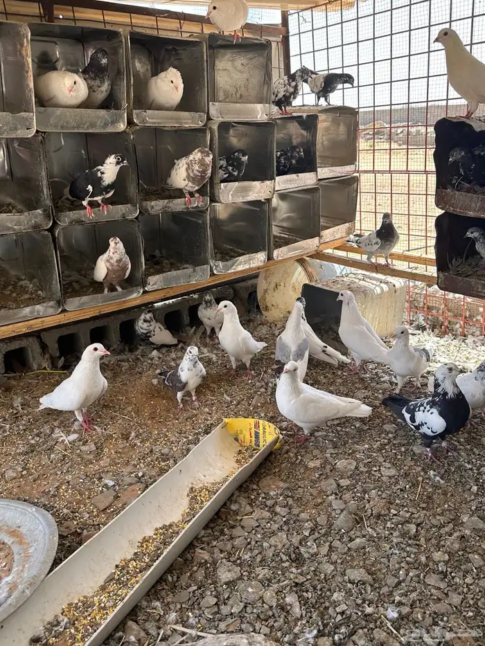حمام مشكل جميع انواعه فاخره 5