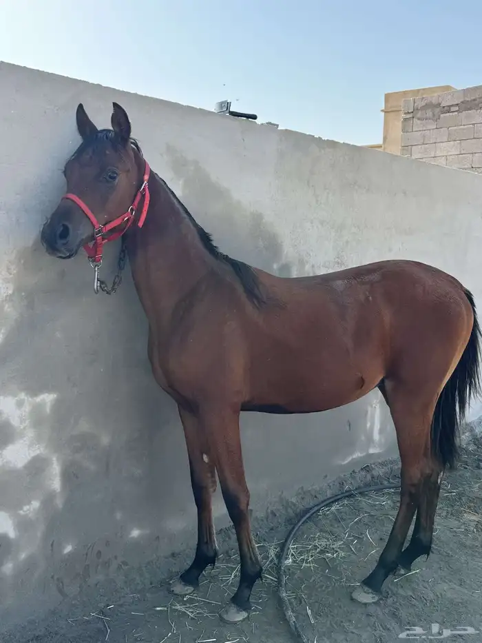 مهر واهو والبيع شعبي 0