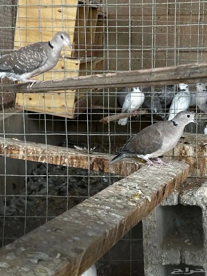 طبه اخوان كبار ياكريم قرزل 4