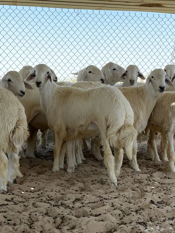 ذبايح حريات طليان جبره 0