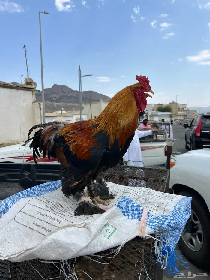 ديك براهما لا يسوم الا الصامل 1