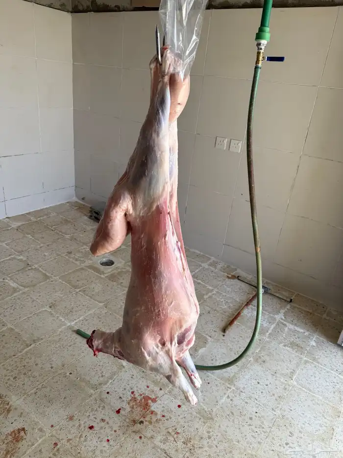 نعيم جبر وهرفي 9