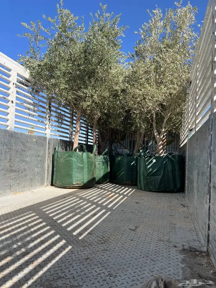 شجر زيتون مراكن وبدون مركن فاخر رقم واحد 2