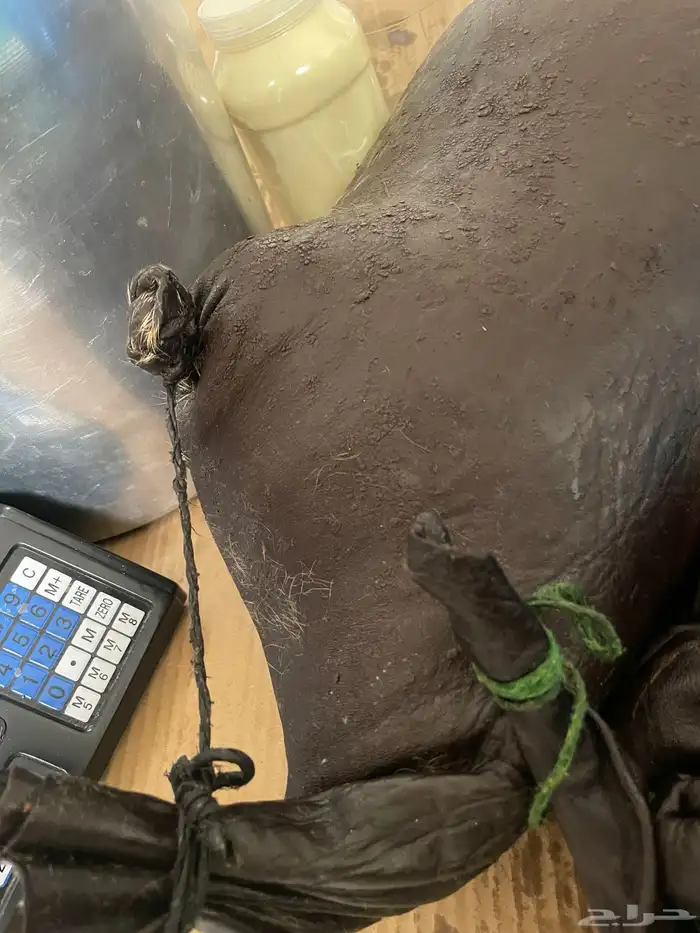 سمن غنم وضأن فاخر 0