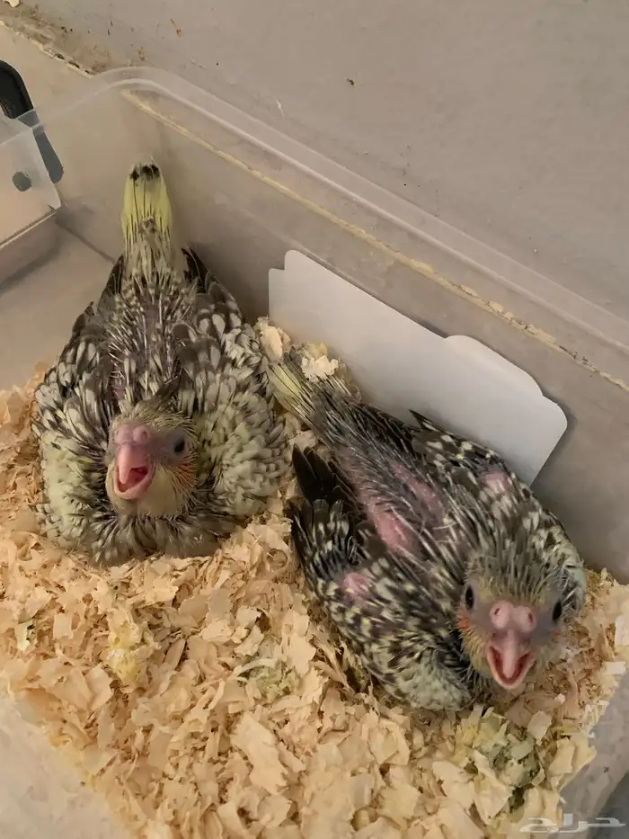 فروخ كروان 0