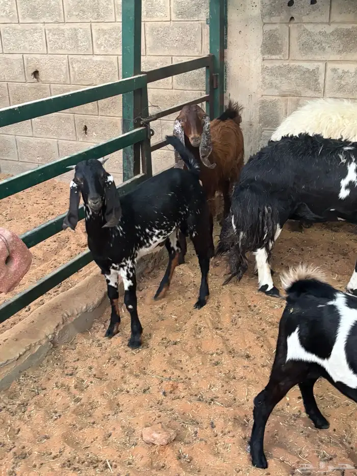 ذبايح طليان وتيوس وضأن حيل 4