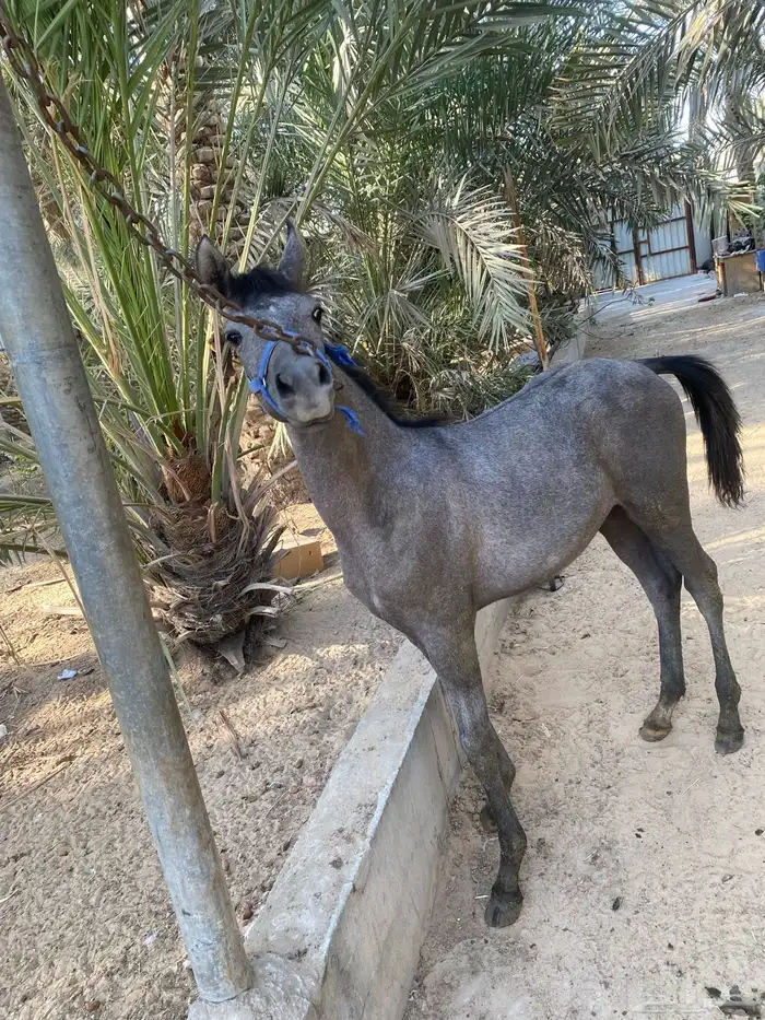 مهره 1