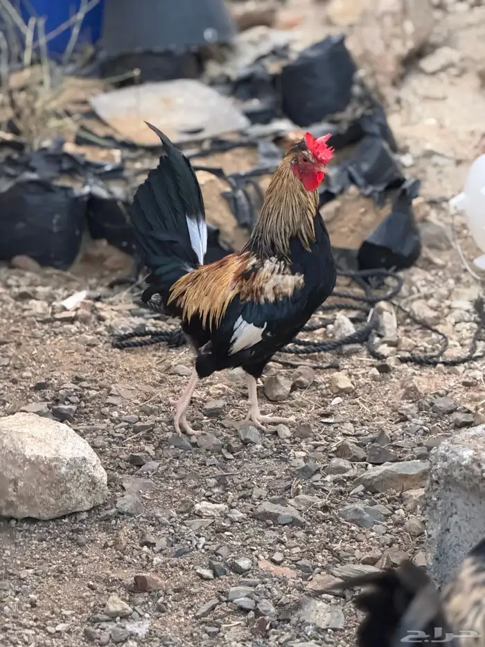 ديك عربي أفرق مقبع فاخر 5