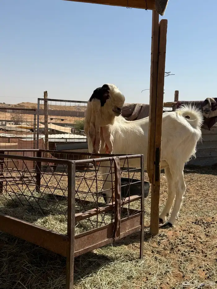 تيس جذع هولندي معرف 1