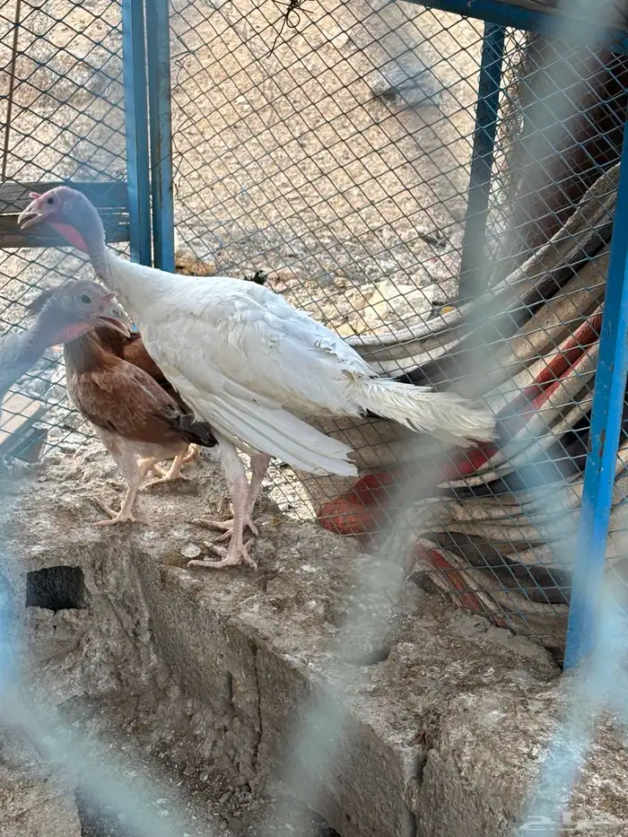 دجاج رومي 3