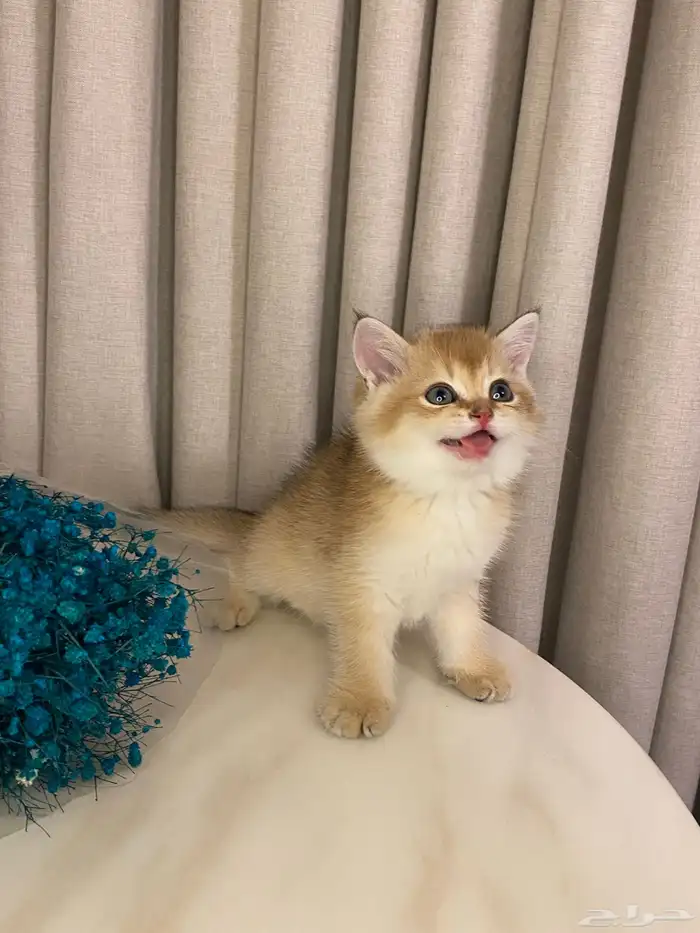 قطط للبيع 12