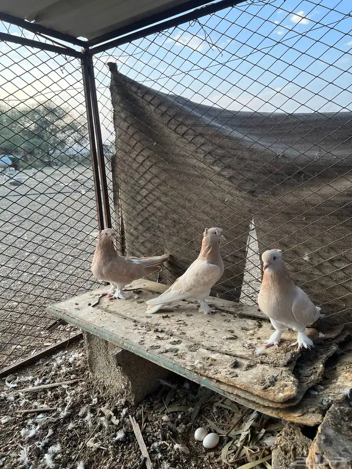 حمام عراقي ابو نجمه منتج مع فروخ زوجين وفرده انثى 7