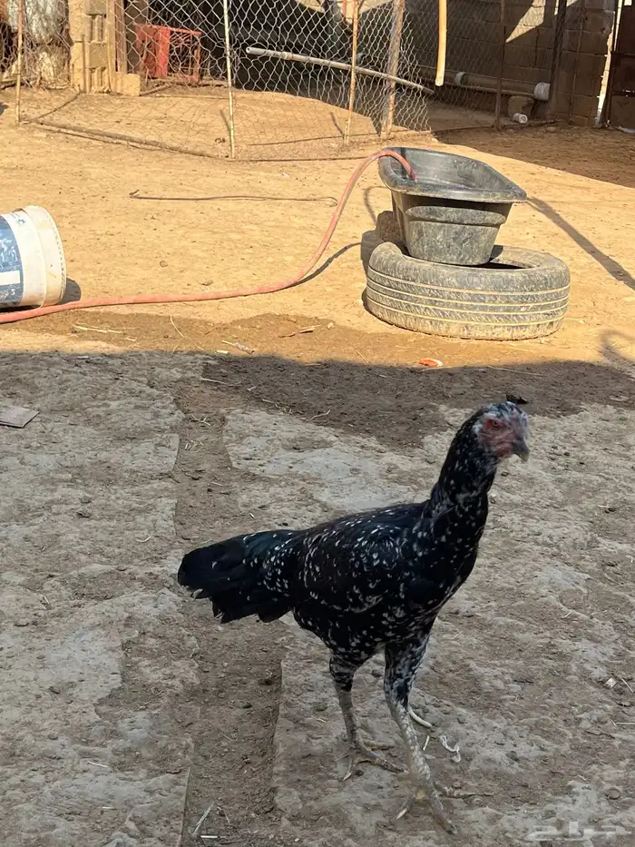 انثى سندي يبور صافي 4