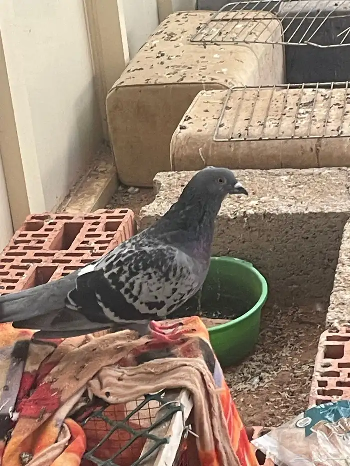 حمام زاجل 1