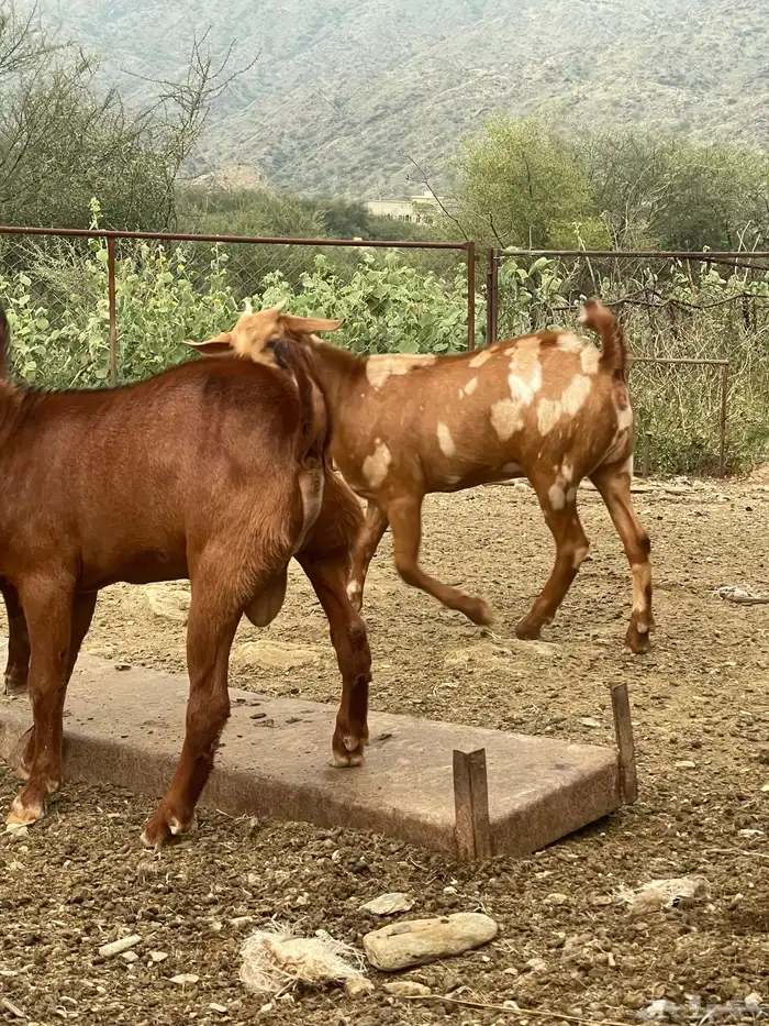 بهم لباني مندي. 1