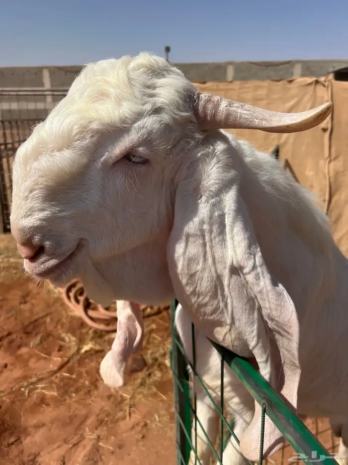 تيس ابيض ابرص مطور 1