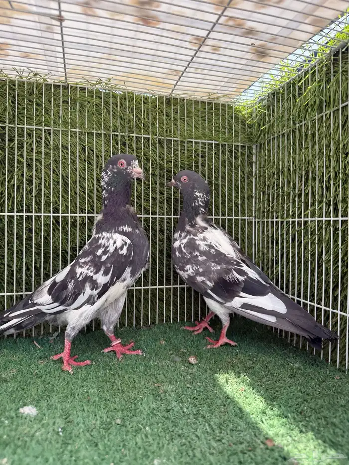 زوج داب ولا 4