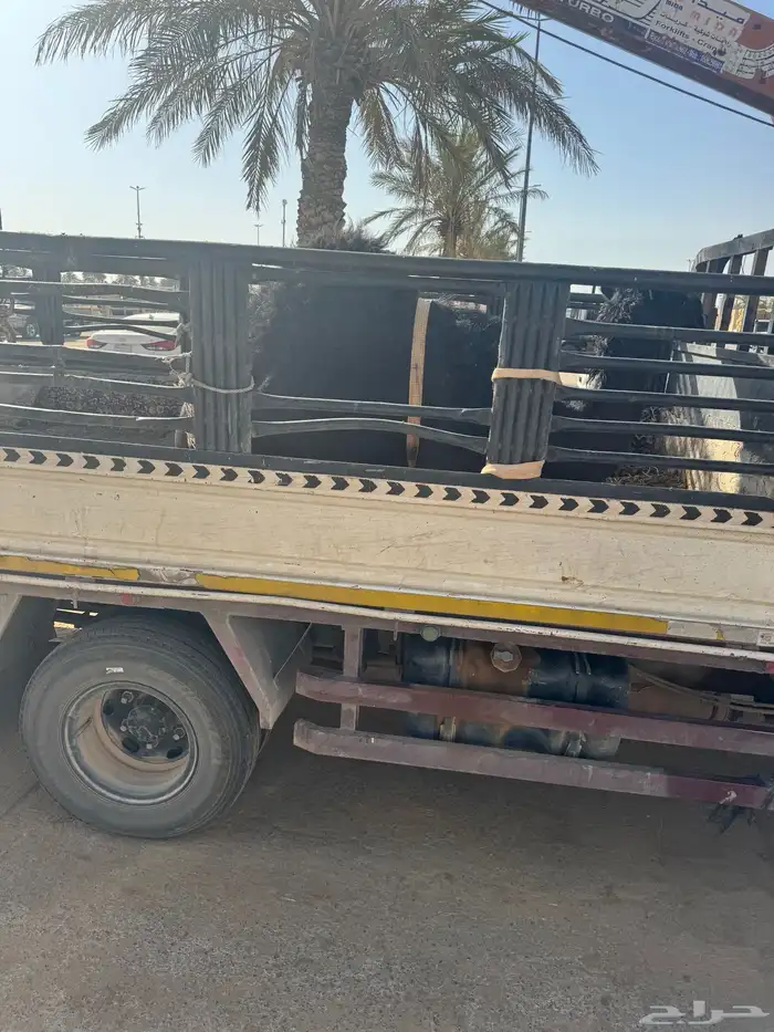 بكره طيبه بريه 1