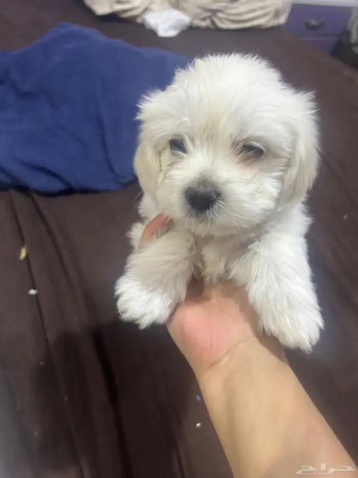 جراوي توي بودل مستوى حلو و احجام حلوه 3