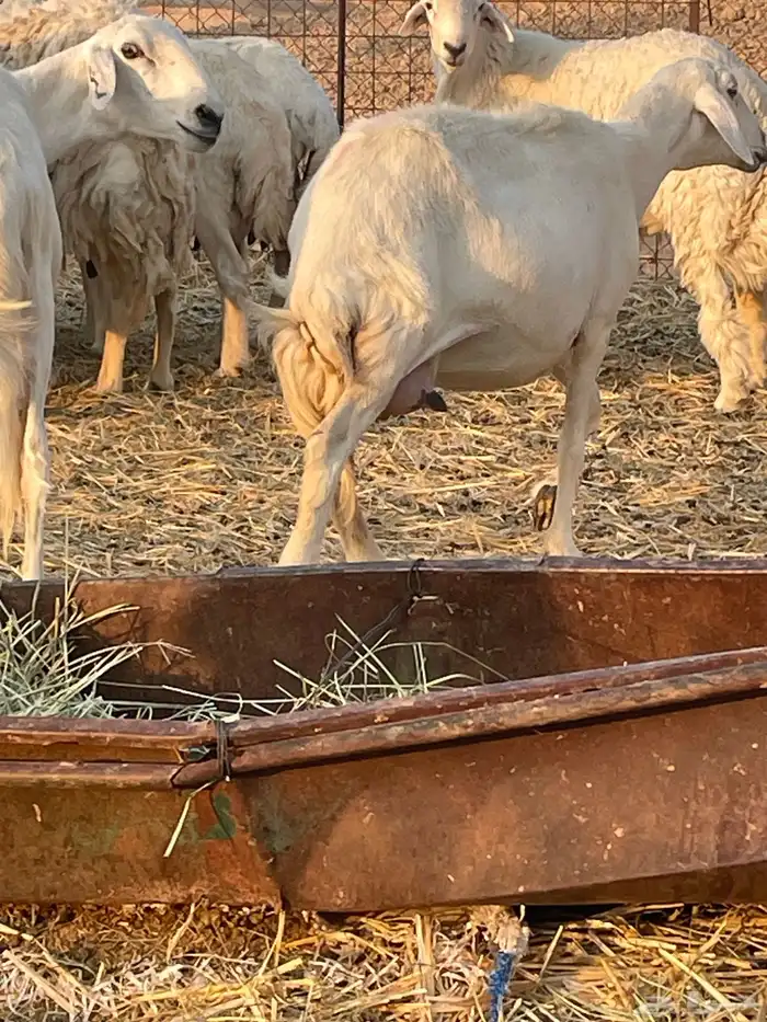 غنم متابيع ودفيع 8