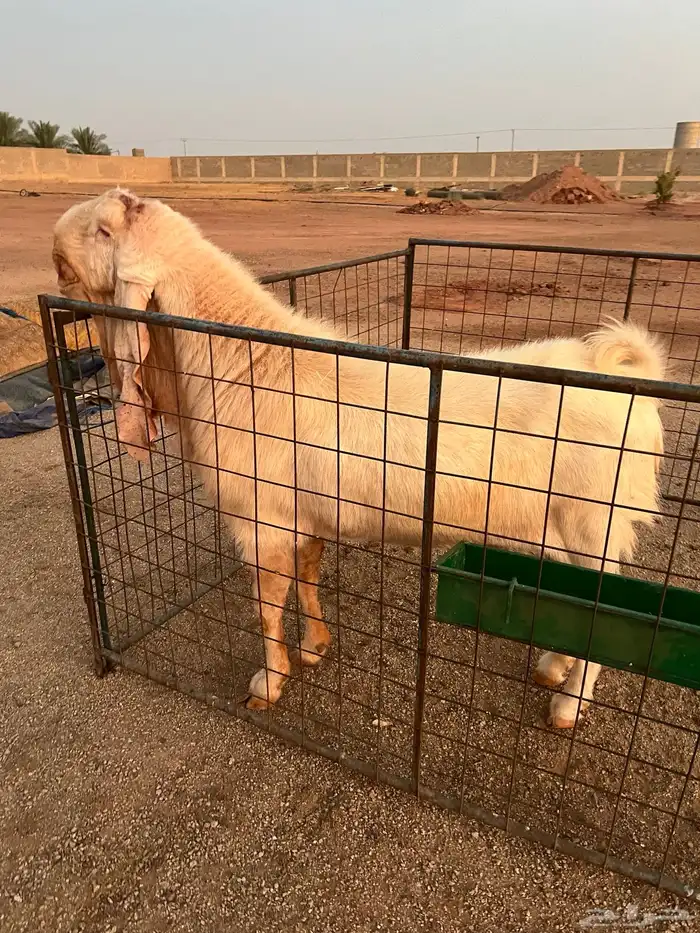 تيس ابيض ابرص مطور 6