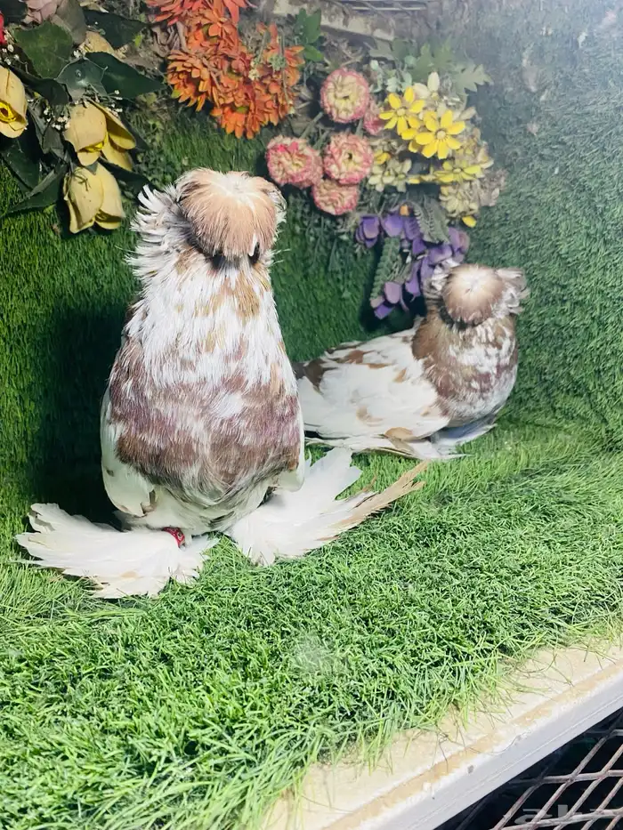 للبيع طبه بخاره اخر 3 ريش 0