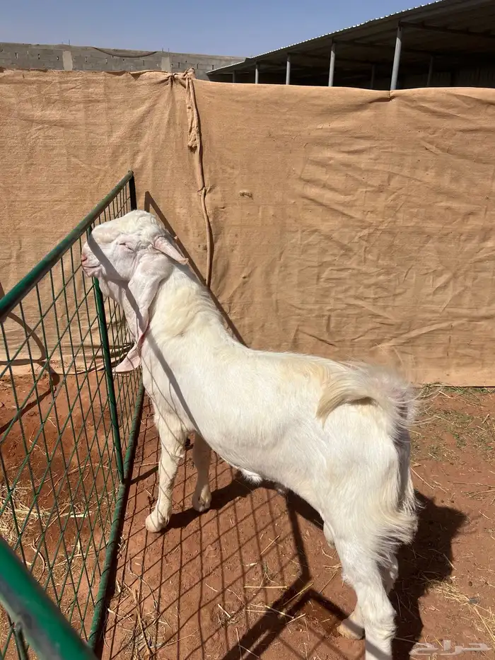 تيس ابيض ابرص مطور 0