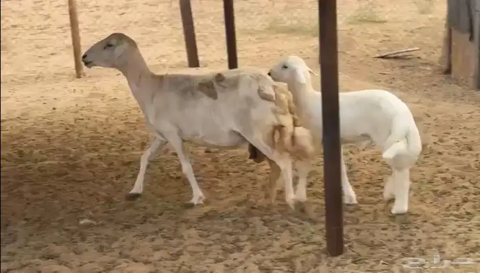 نعجة حريه صنف والد 0