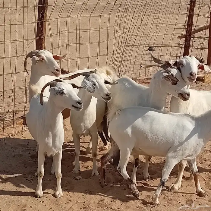 ماعز 0