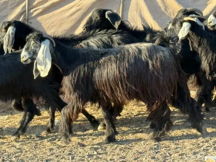 معزاء عوارض فاخره 8
