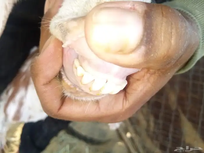 ماعز حليب 5