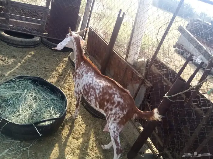 ماعز حليب 3