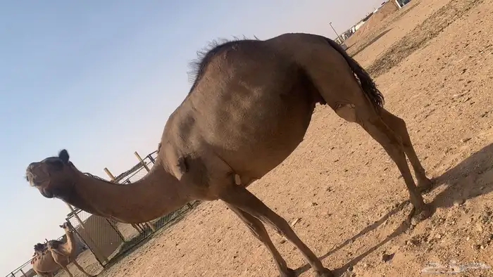 ناقه مقصب 0
