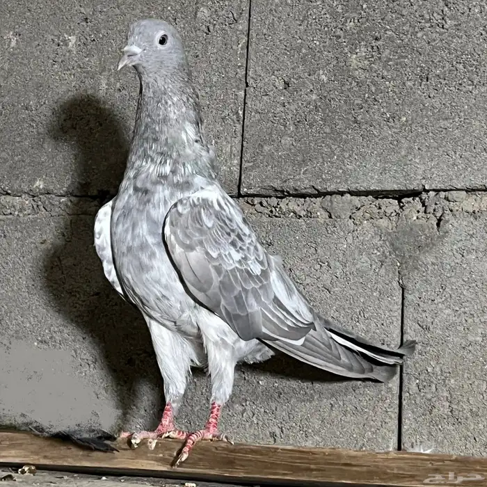 حمام باكستاني تم البيع 9