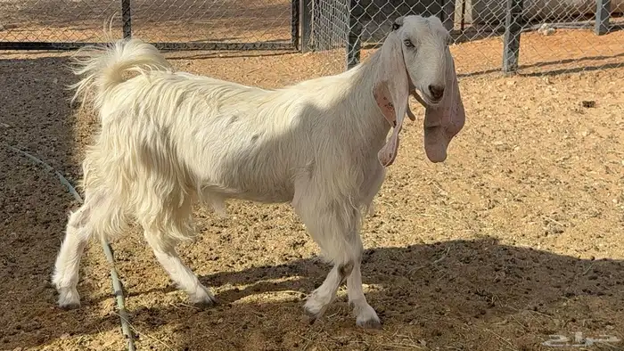 معزا جذعه وثنيه مطورات 1